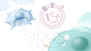 Exosome-Based Cell-Cell Communication