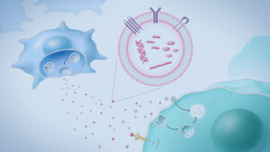 Exosome-Based Cell-Cell Communication